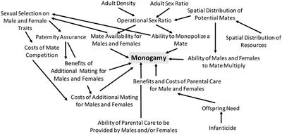 Why Monogamy? A Review of Potential Ultimate Drivers